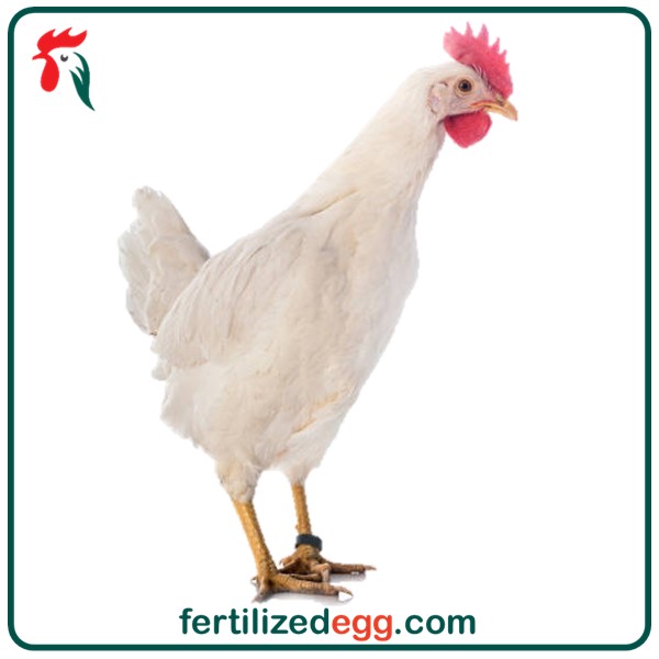 تخم نطفه دار مرغ لگهورن